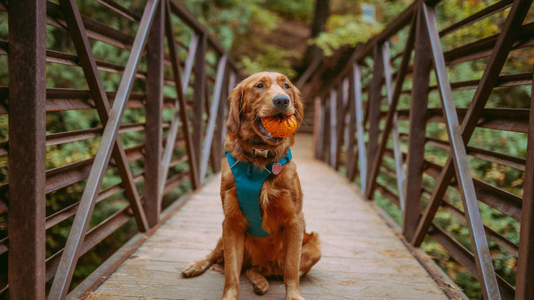 What To Consider Before Buying a Dog Toy