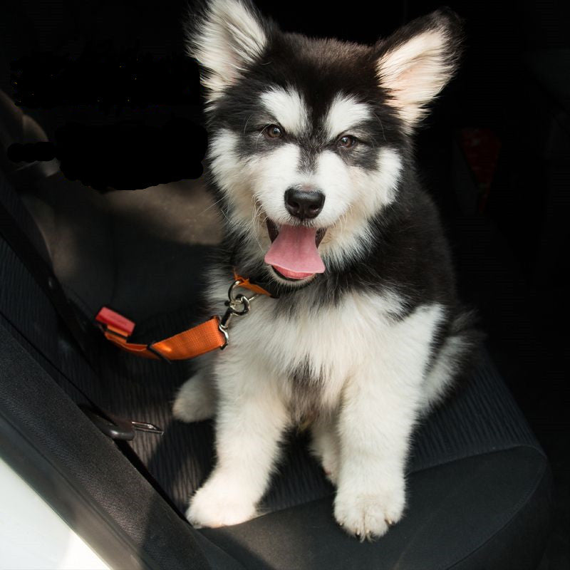 A black and white husky puppy sitting in the back seat of a Sweetest Paw Adjustable Dog Seat Belt Dog Car Seatbelt Harness Leads Elastic Reflective Safety Rope.