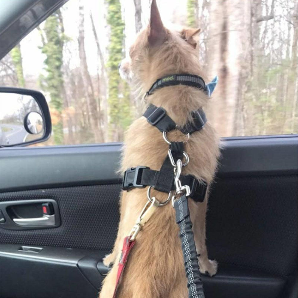 A cat sitting in the back seat of a Sweetest Paw Adjustable Dog Seat Belt Dog Car Seatbelt Harness Leads Elastic Reflective Safety Rope.