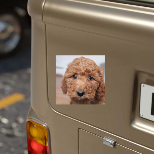 A printify water-resistant Transparent Outdoor Sticker with a picture of a poodle on it, suitable for indoor and outdoor use.